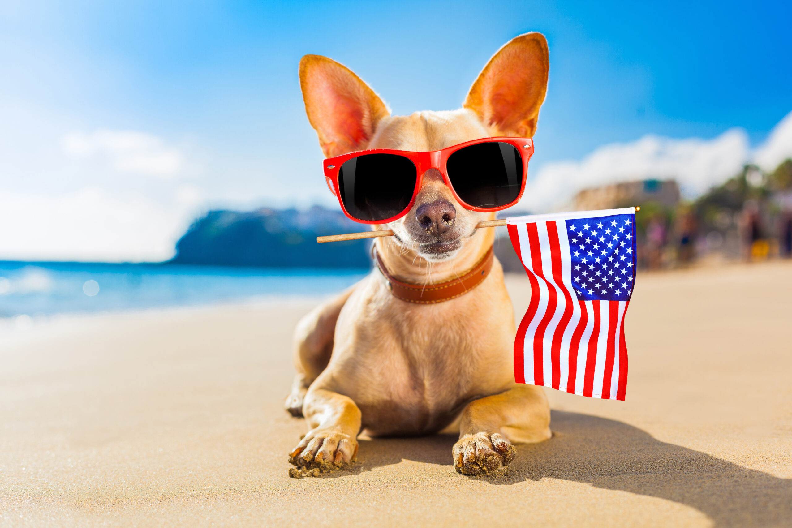 chihuahua,dog,at,the,ocean,shore,beach,wearing,red,funny